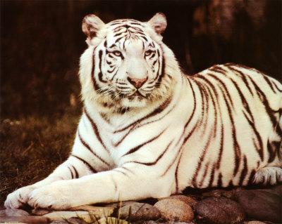 White Tiger in the Reasort